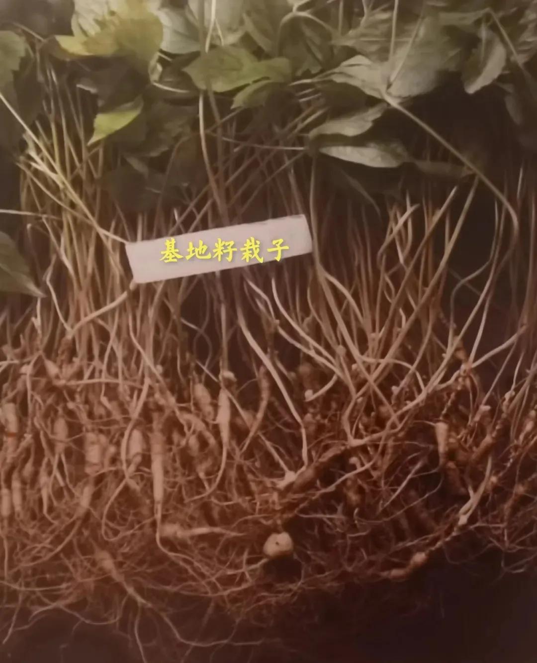 林下参觅货是什么意思,林下参的籽货与蜜货的怎么辨别