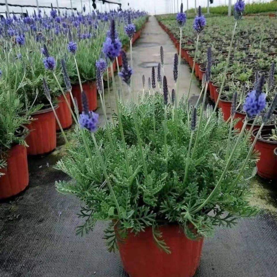 羽叶薰衣草的养护方法视频,羽叶薰衣草的养殖方法和注意事项