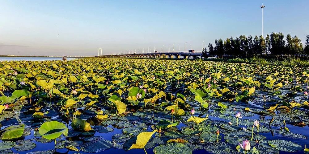 湿地可以开发什么旅游项目,黑龙江旅游必去十大湿地排名