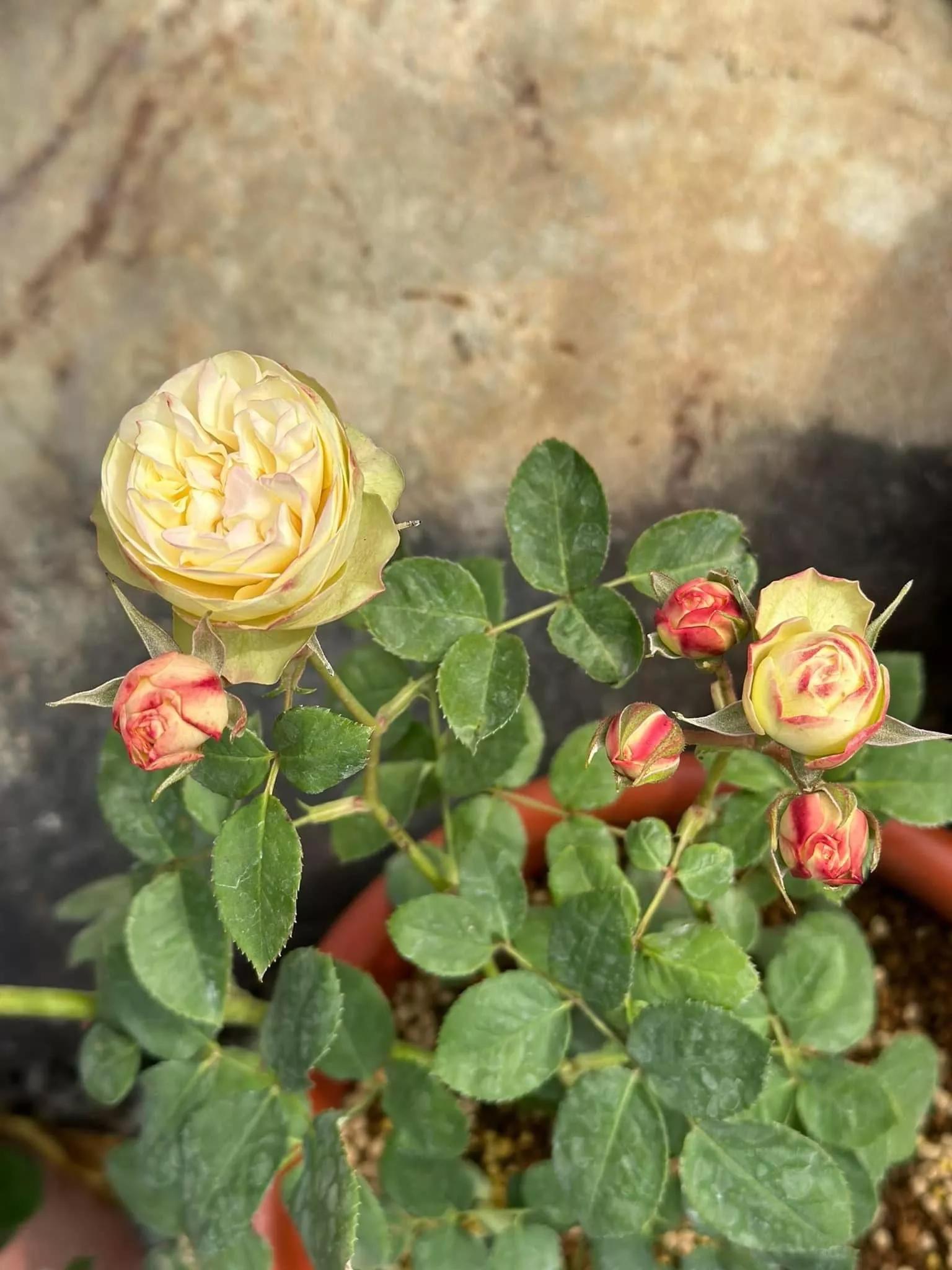 月季品种醉花,月季品种大全及图片欣赏