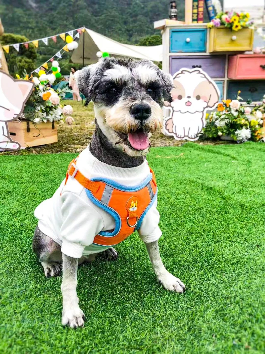 萌宠暴击！对不起我家狗子太萌了，想请你看一下！