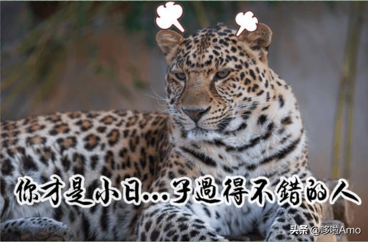 金钱豹动物科普介绍,金钱豹科普