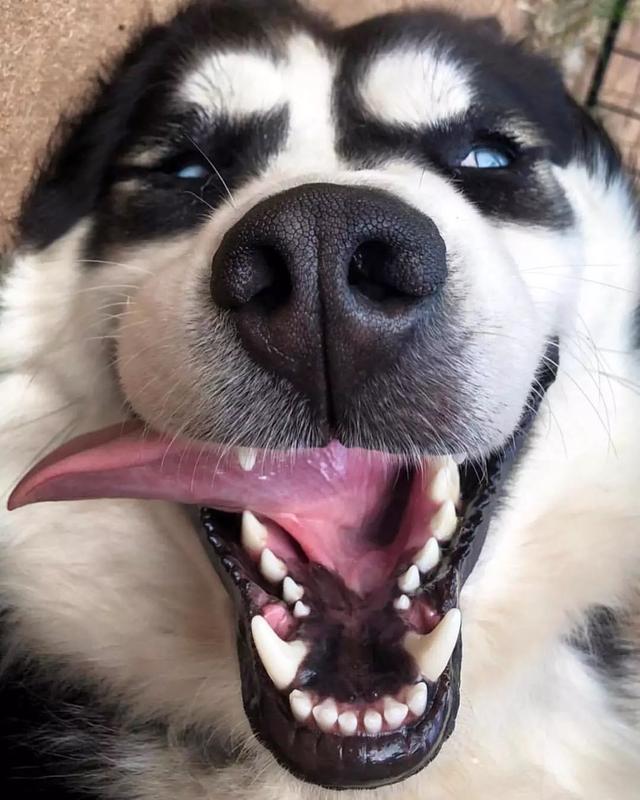 狗狗性格冷知识,有哪些有关狗狗的冷知识