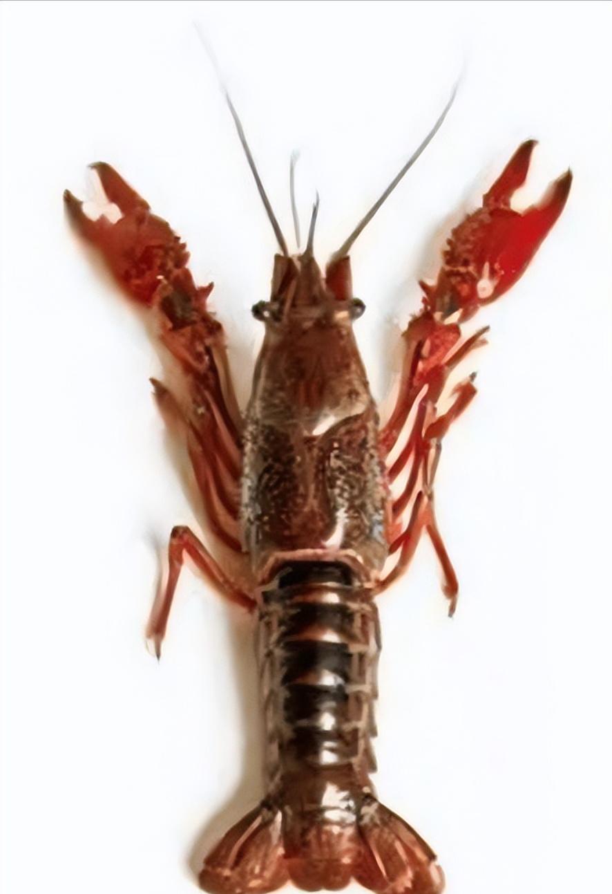 夏天小龙虾到底能不能吃,小龙虾烧烤的危害