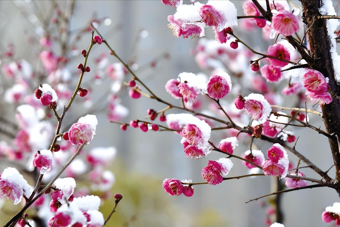 宋代经典七律古诗100首,宋朝最著名的七言律诗
