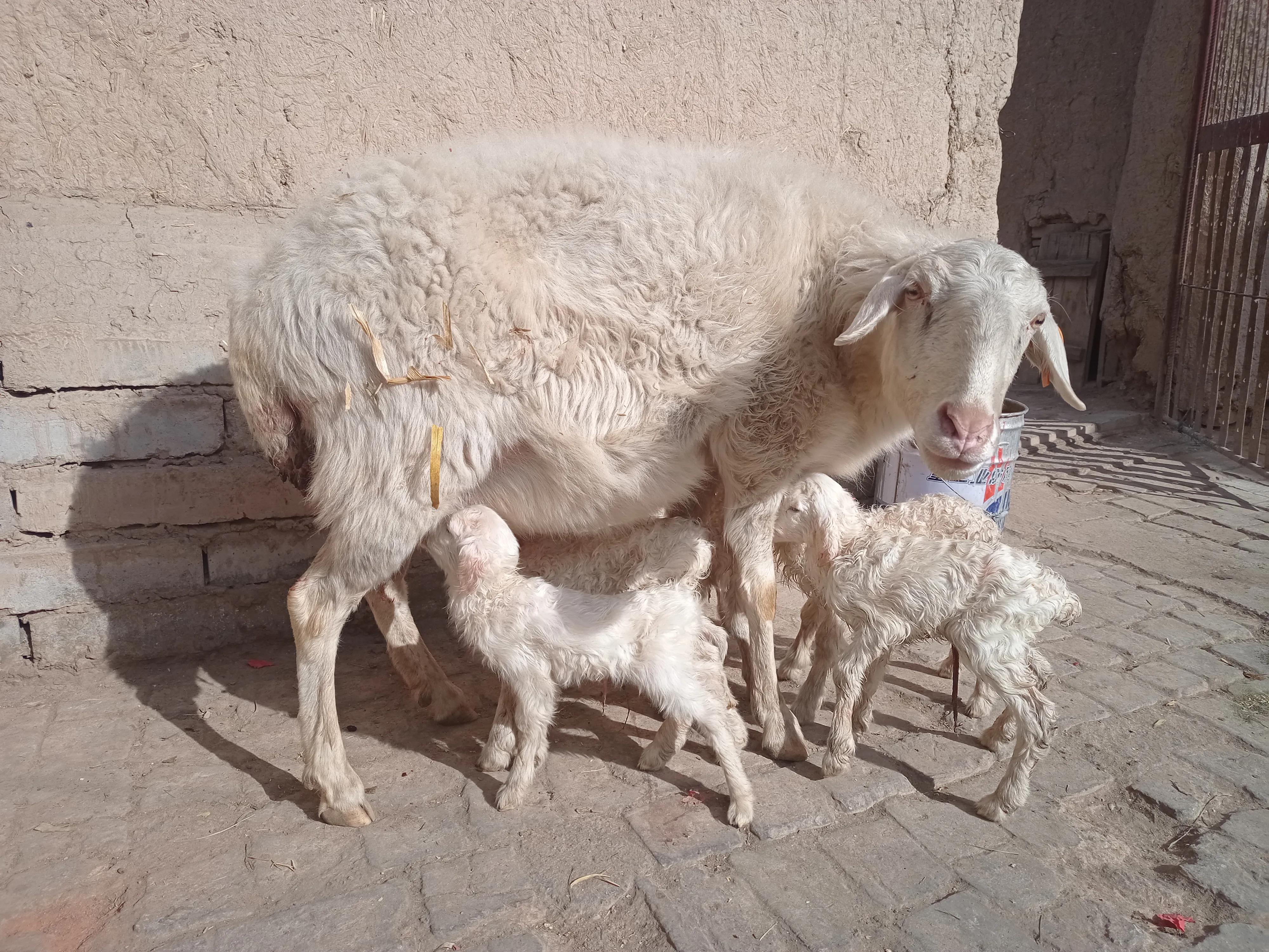 失奶羔羊如何喂养,羔羊没奶怎么养