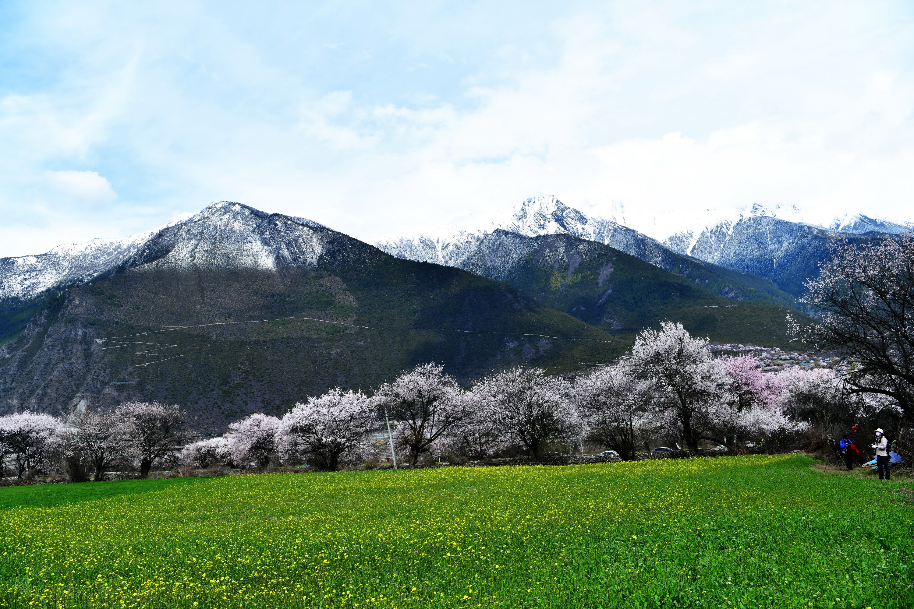雪域林芝桃花图片 (在雪域江南西藏林芝邂逅漫山桃花)