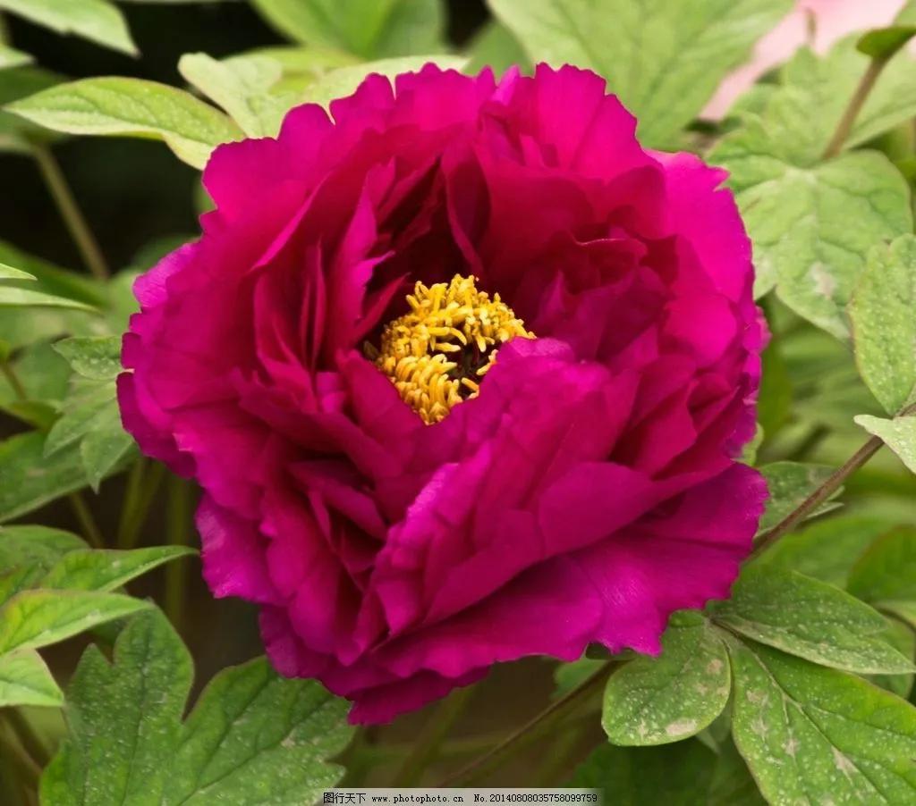 一花一世界一念一佳人的图片,一花一世界一叶一春秋图片