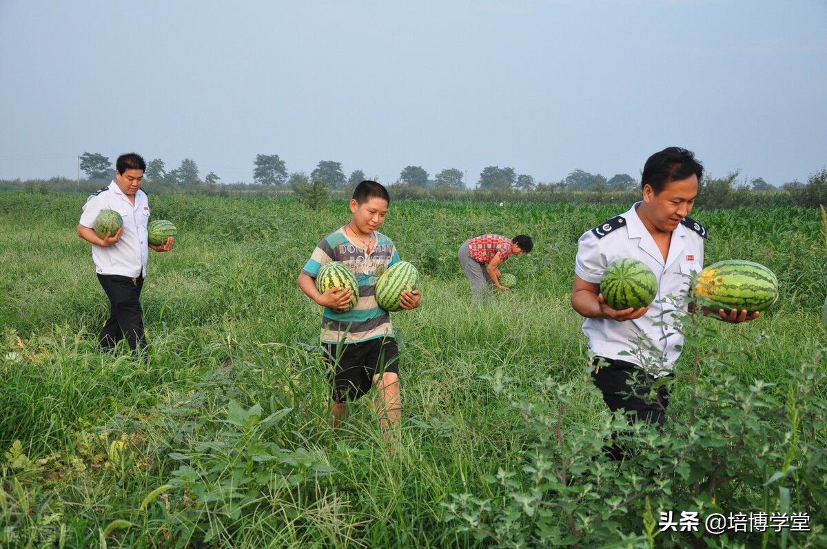 孙培博西瓜视频讲座,孙培博大棚西红柿种植技术