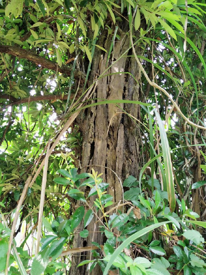 郴乐古道之水头江宜乐古道--广东省乐昌市庆云镇