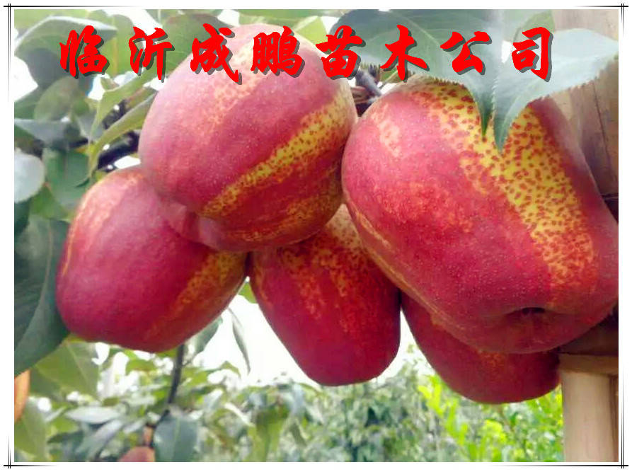 新品种水果苗图片及价格,各种水果苗新品种物美价廉