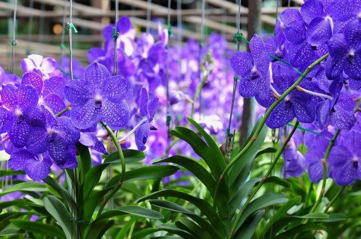 广西花卉苗木交易会,广西花卉基地招商