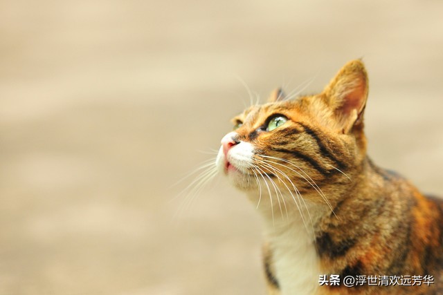 自由职业者女性怎样50岁退休,女性退休是50还是55岁退休合算