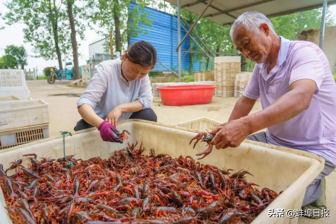 蚌埠龙虾史,蚌埠龙虾在哪里