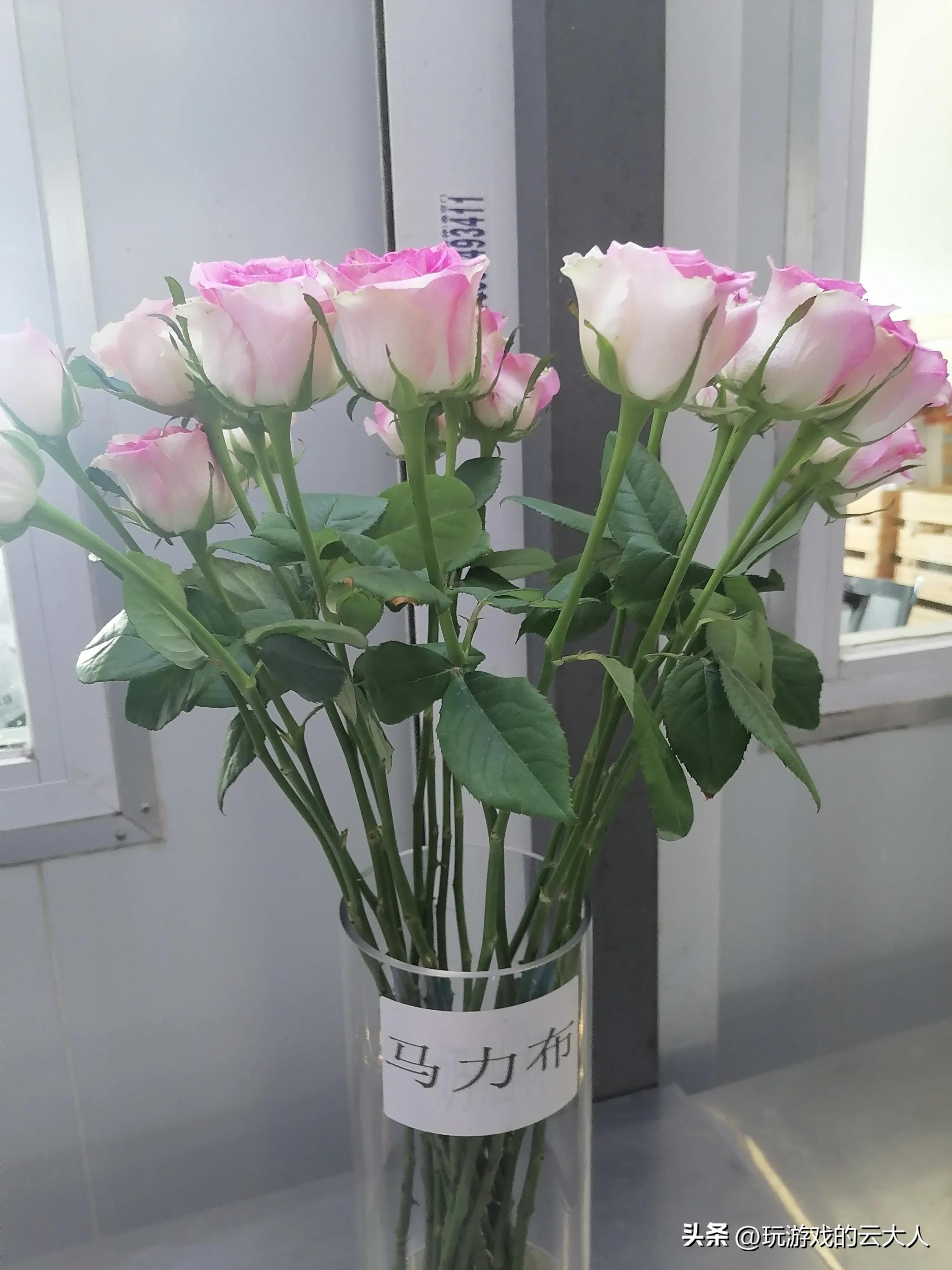 关于母爱的句子有哪些,关于母爱的句子排比句