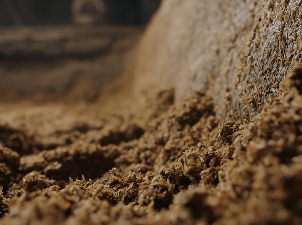 水井坊1号菌群,水井坊一号