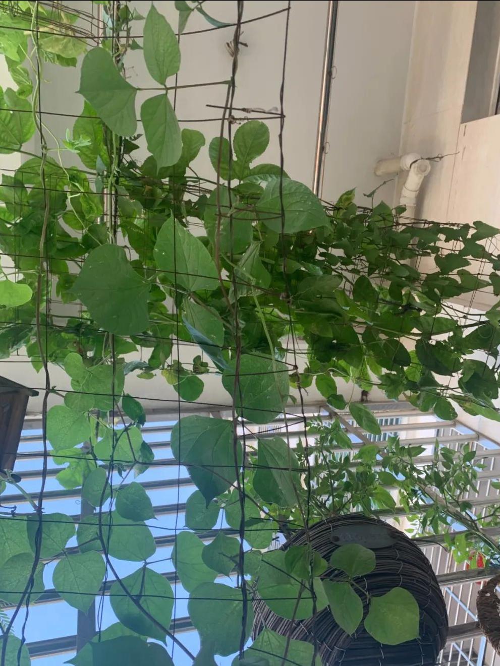 阳台适合种的果树蔬菜,阳台可以种植什么小果树