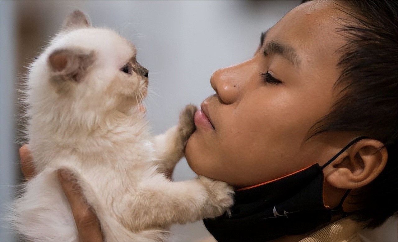 猫咪出现这些行为说明你养猫失败,新手养猫必备猫咪行为语言大解读