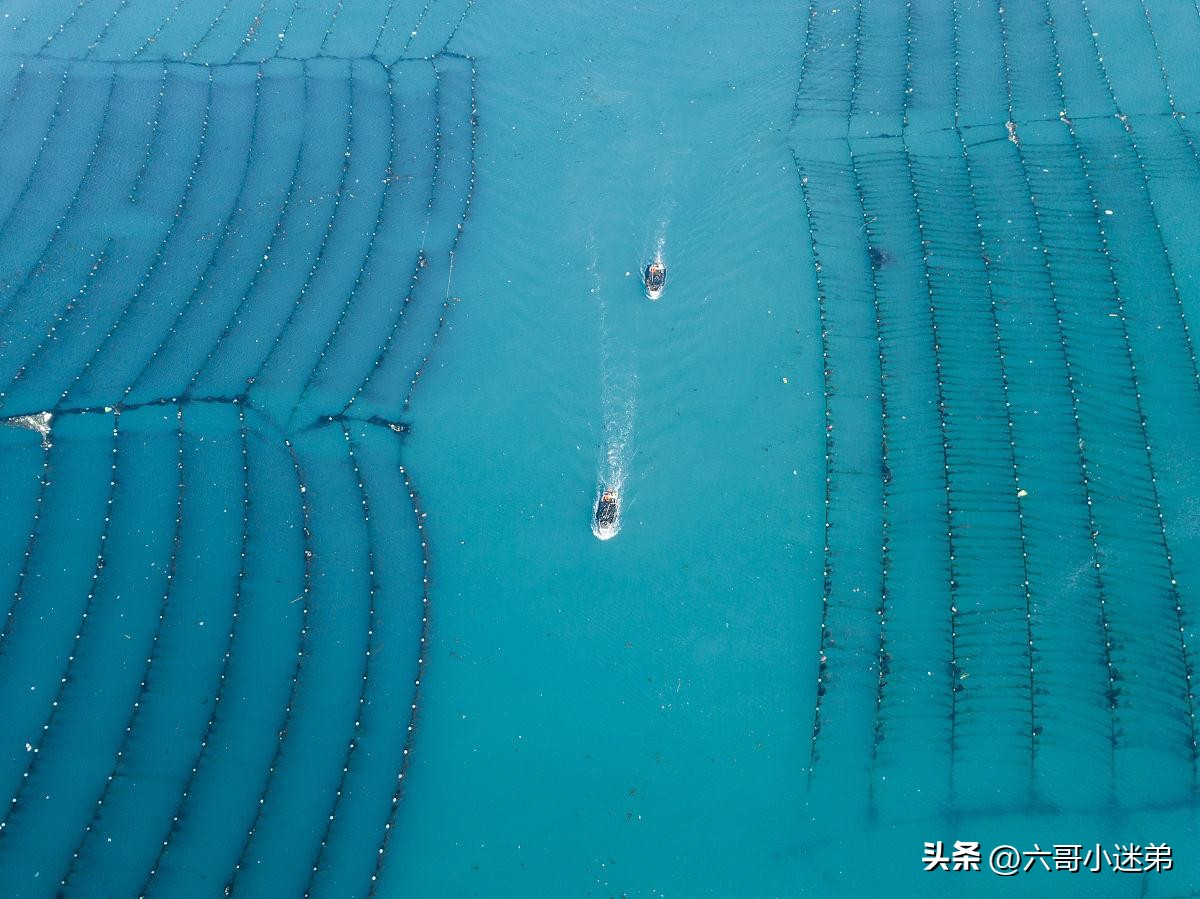 不是人工养殖的鲨鱼可以吃吗,为什么鲨鱼人工养殖的也不能吃