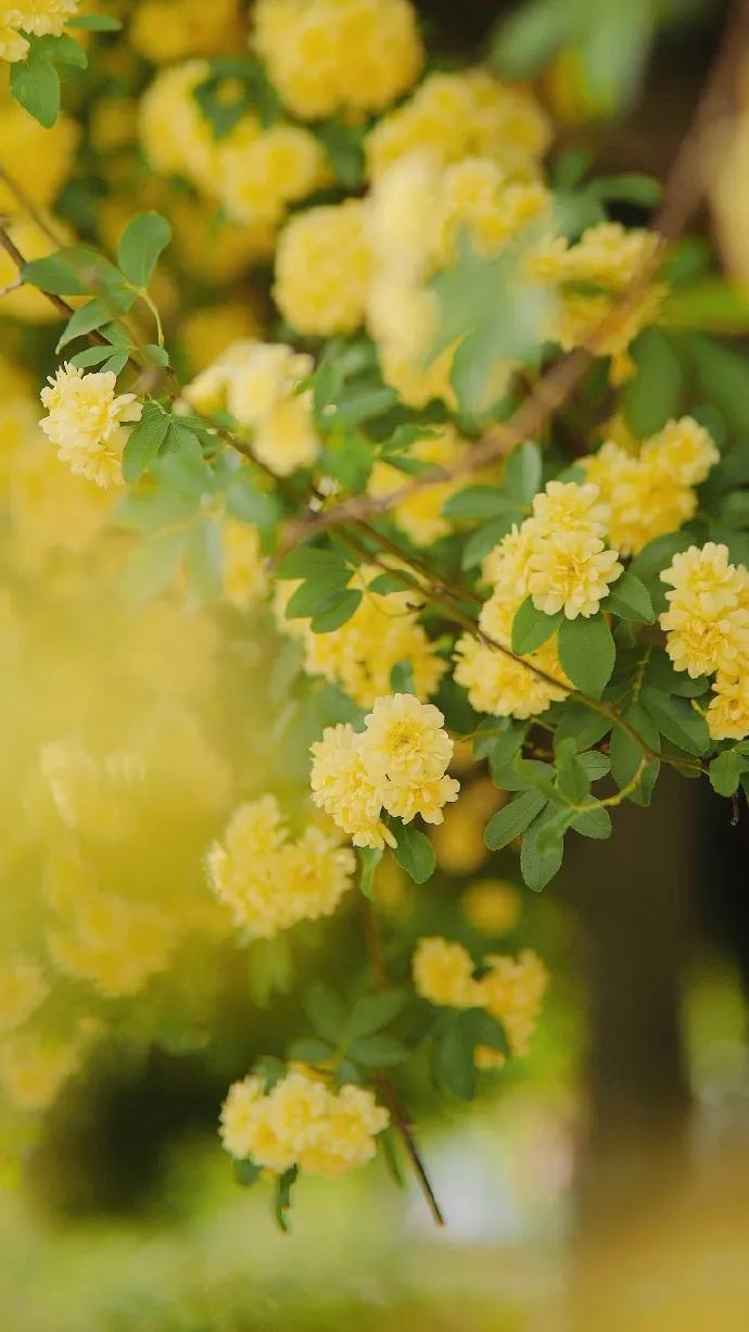 黄色系花朵壁纸,白色郁金香花田壁纸
