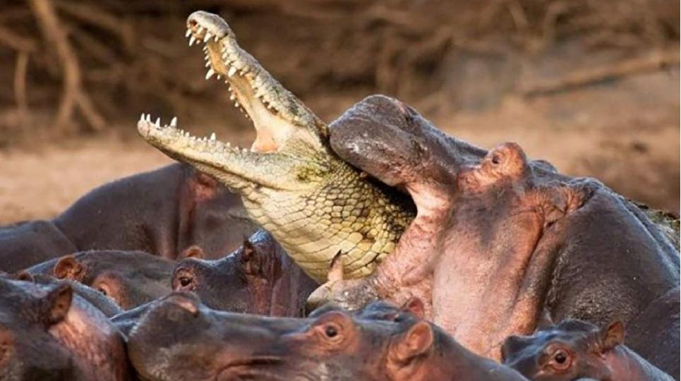 河马最怕什么凶猛的食肉动物,大型尼罗鳄与河马共存