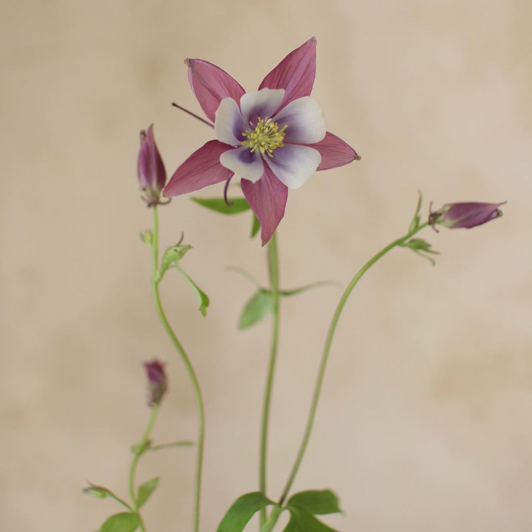 花艺教程花材打理知识,花艺教程常用花材及叶材有哪些