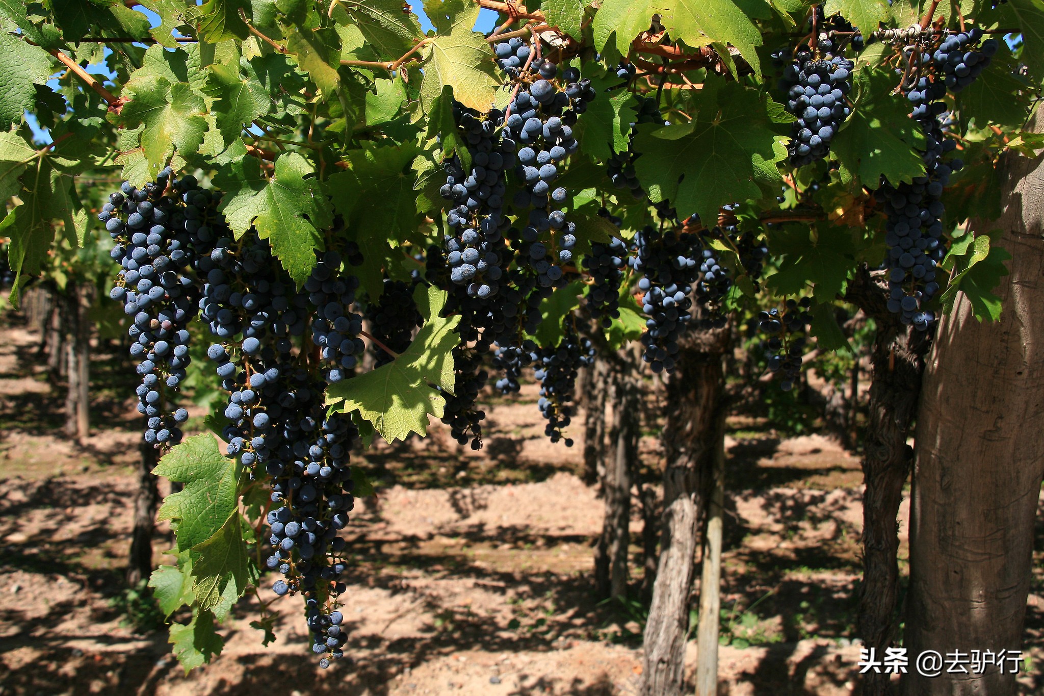 智利和法国的红酒有什么区别,智利的红酒有哪些值得买