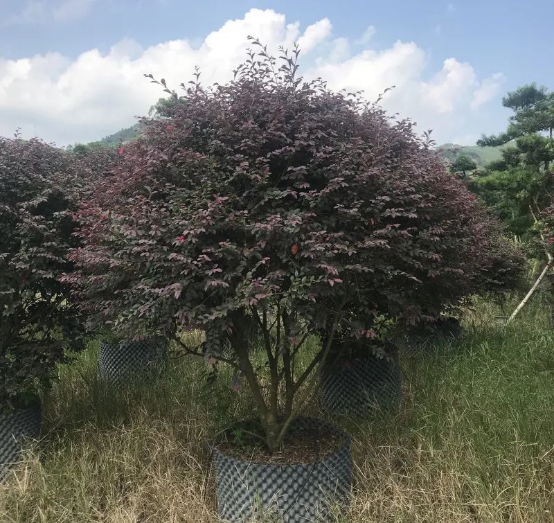 苗木品质鉴别,苗木行业需要了解哪些东西