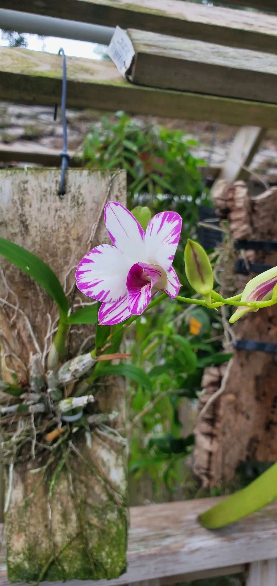 石斛兰花盛开香气四溢,石斛兰花怎么养才好看