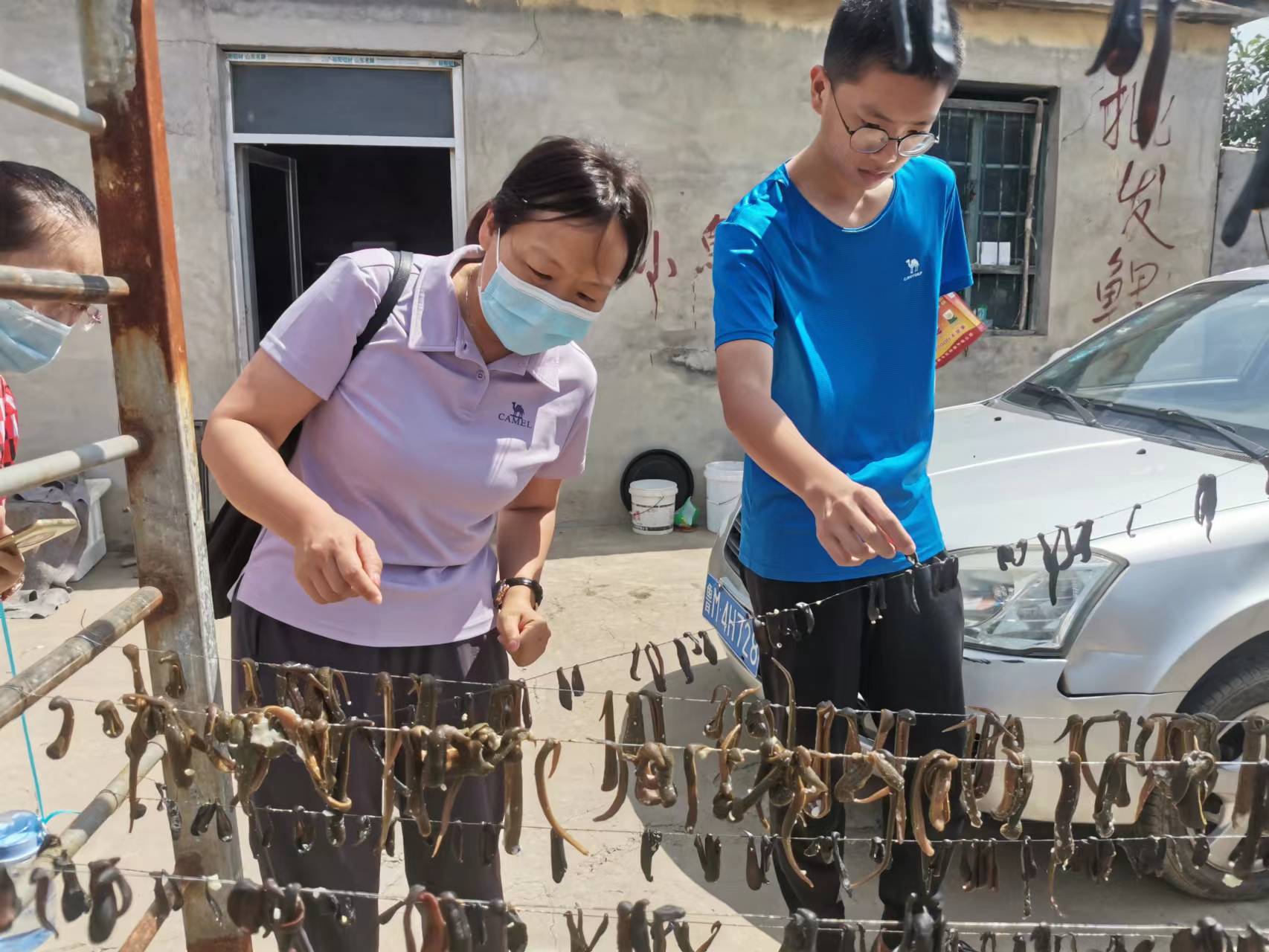 稻田里巧养水蛭助力乡村振兴,稻田养殖水蛭投资方案