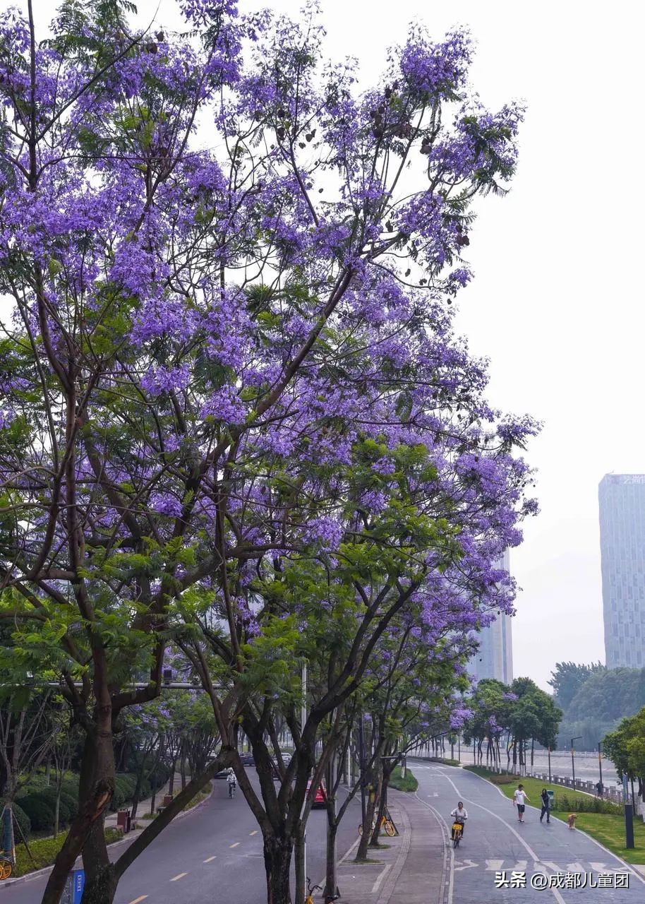 成都武晋路蓝花楹,昆明街头蓝花楹绽放成梦幻花海