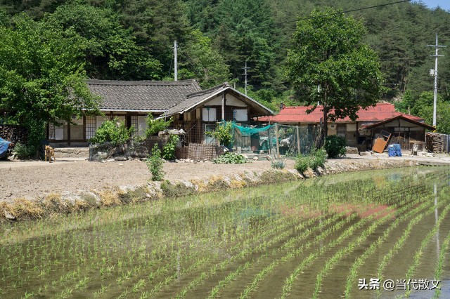 端午忆粽散文100篇,当代散文