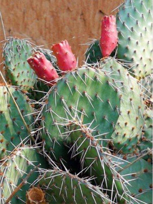 对房屋危害最大的植物,小区树木存在安全隐患