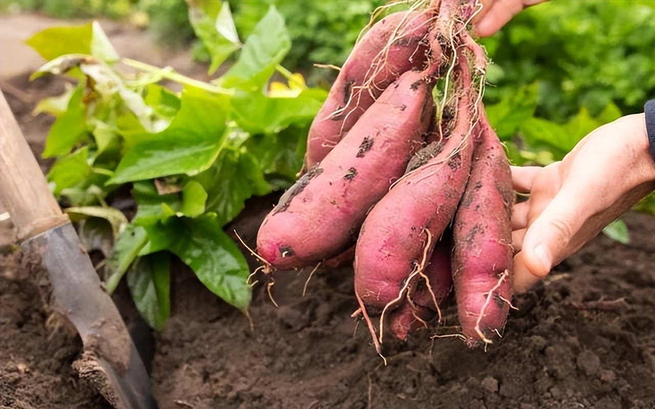 烧心食物推荐,烧心最怕三种食物是什么