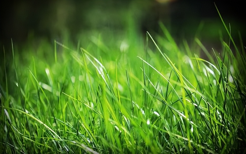 张仲景补阳祛邪的药方,张仲景补阳祛湿的中药方子
