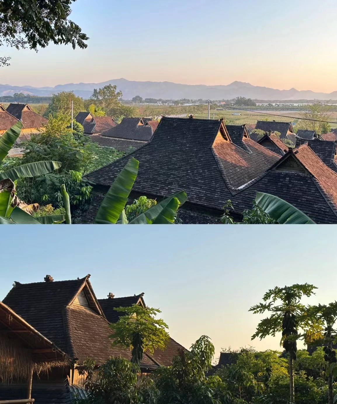 去版纳要注意踩的坑,去版纳怎么避坑