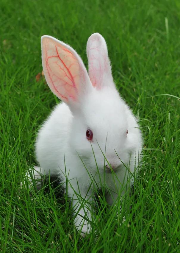 生肖龙要远离哪些生肖,生肖龙后面是什么生肖