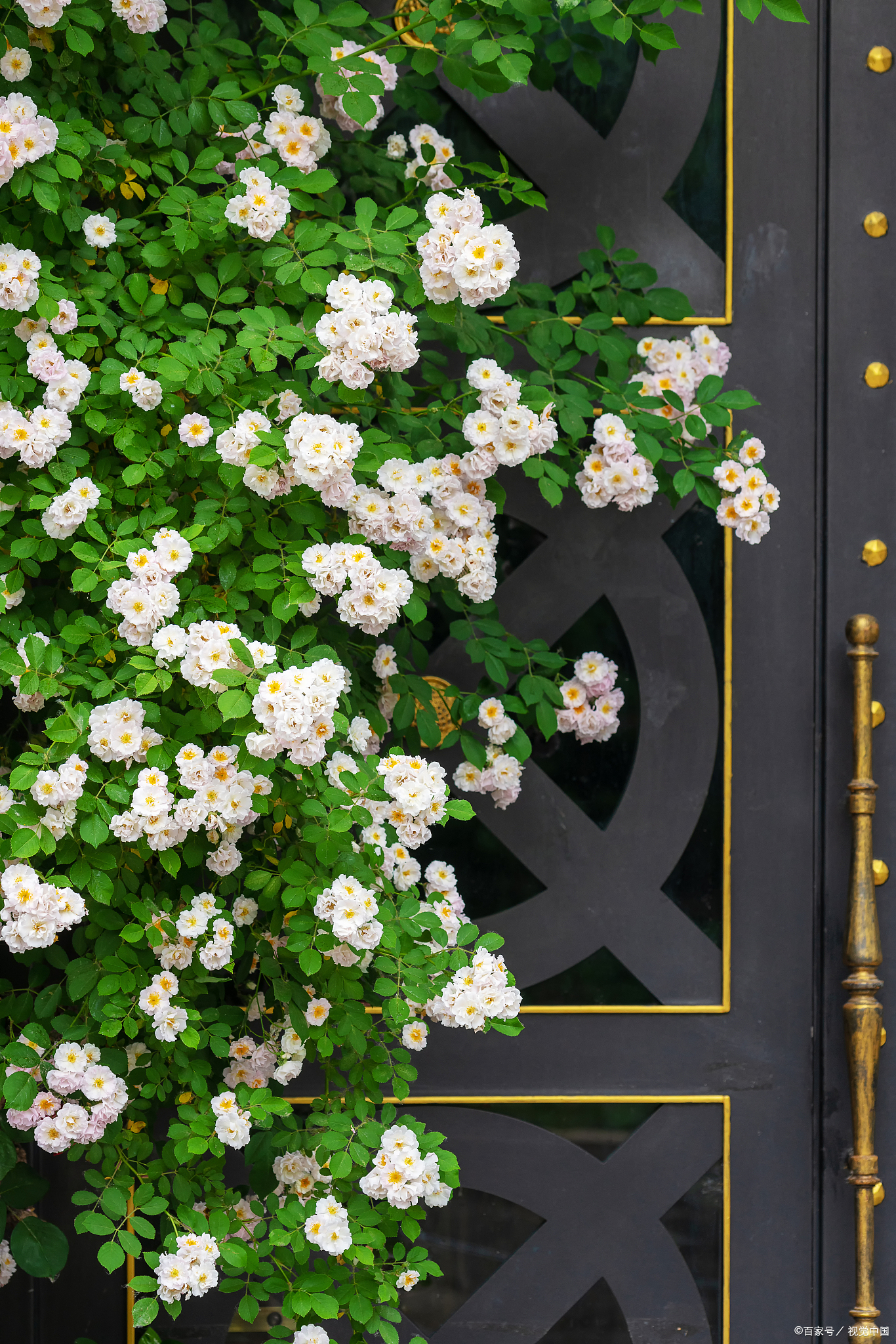 春天赏花,怎么发朋友圈才有格调,64首诗词来助力