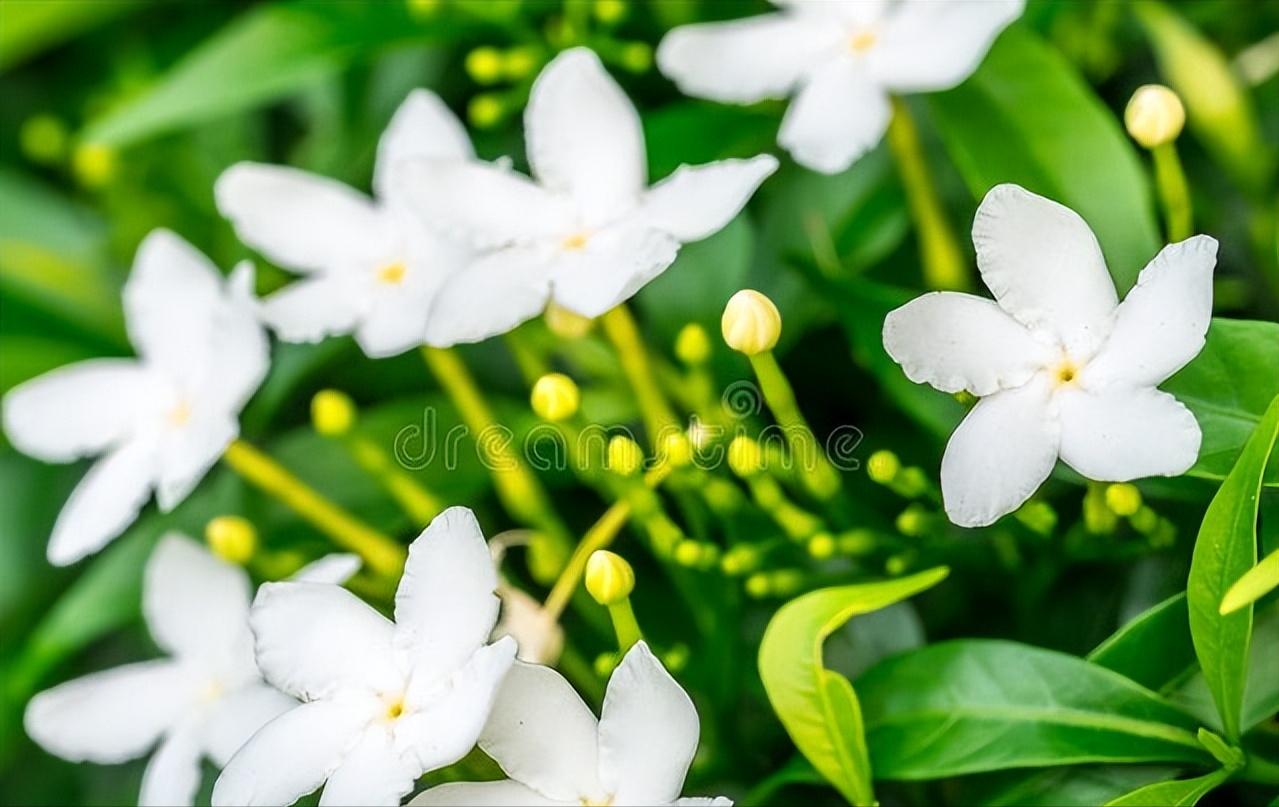 栀子花开何炅,栀子花开幼儿舞蹈