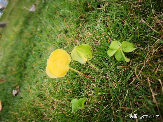 真正的爱一个人从不卑微到绝望,爱一个人卑微到极致才能说出什么