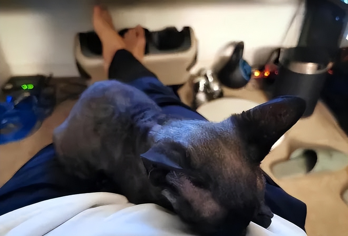 王菲谢霆锋最新状态,王菲谢霆锋机场后续