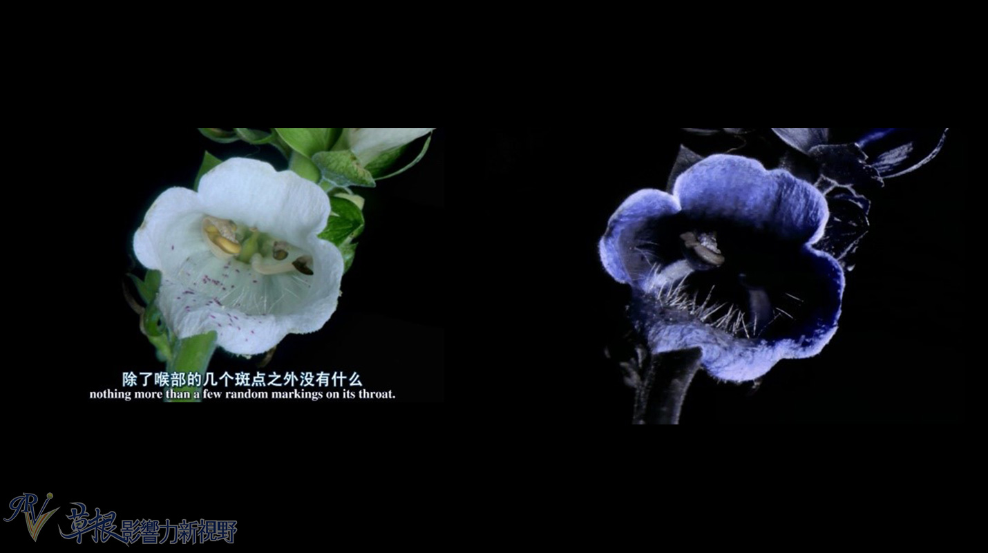 植物比动物厉害,动植物的繁衍方式