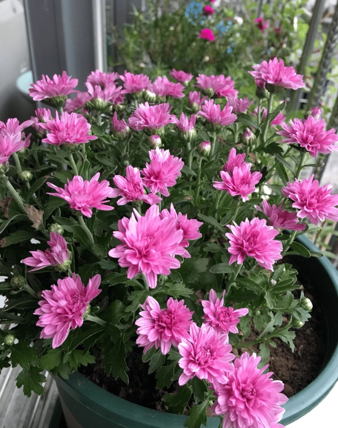 10月份养花注意什么,10月养栀子花