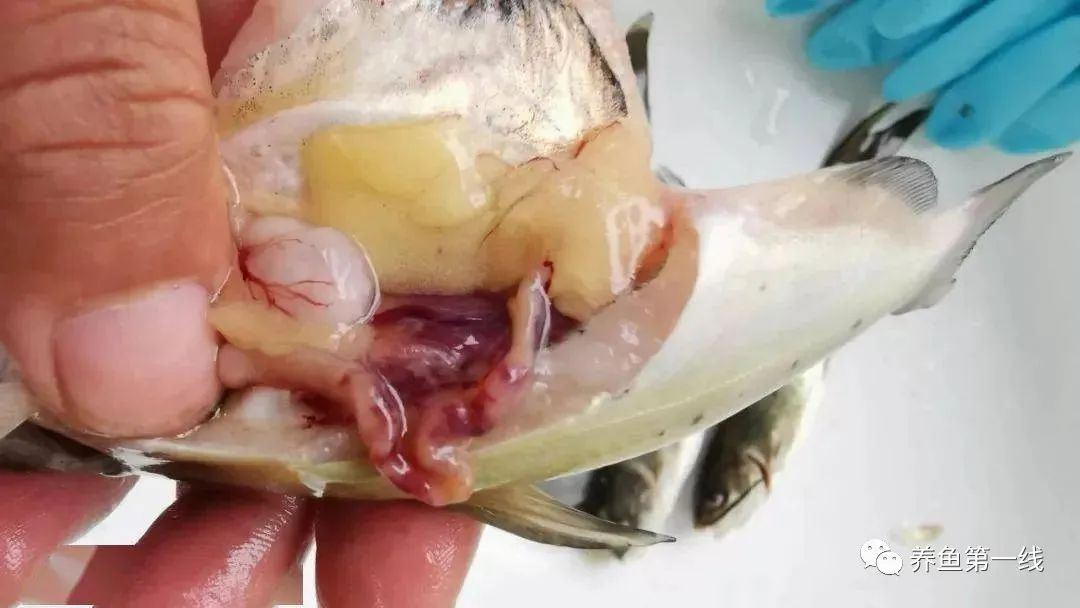 叉尾鮰肠炎治疗,叉尾鮰套肠是什么原因引起的