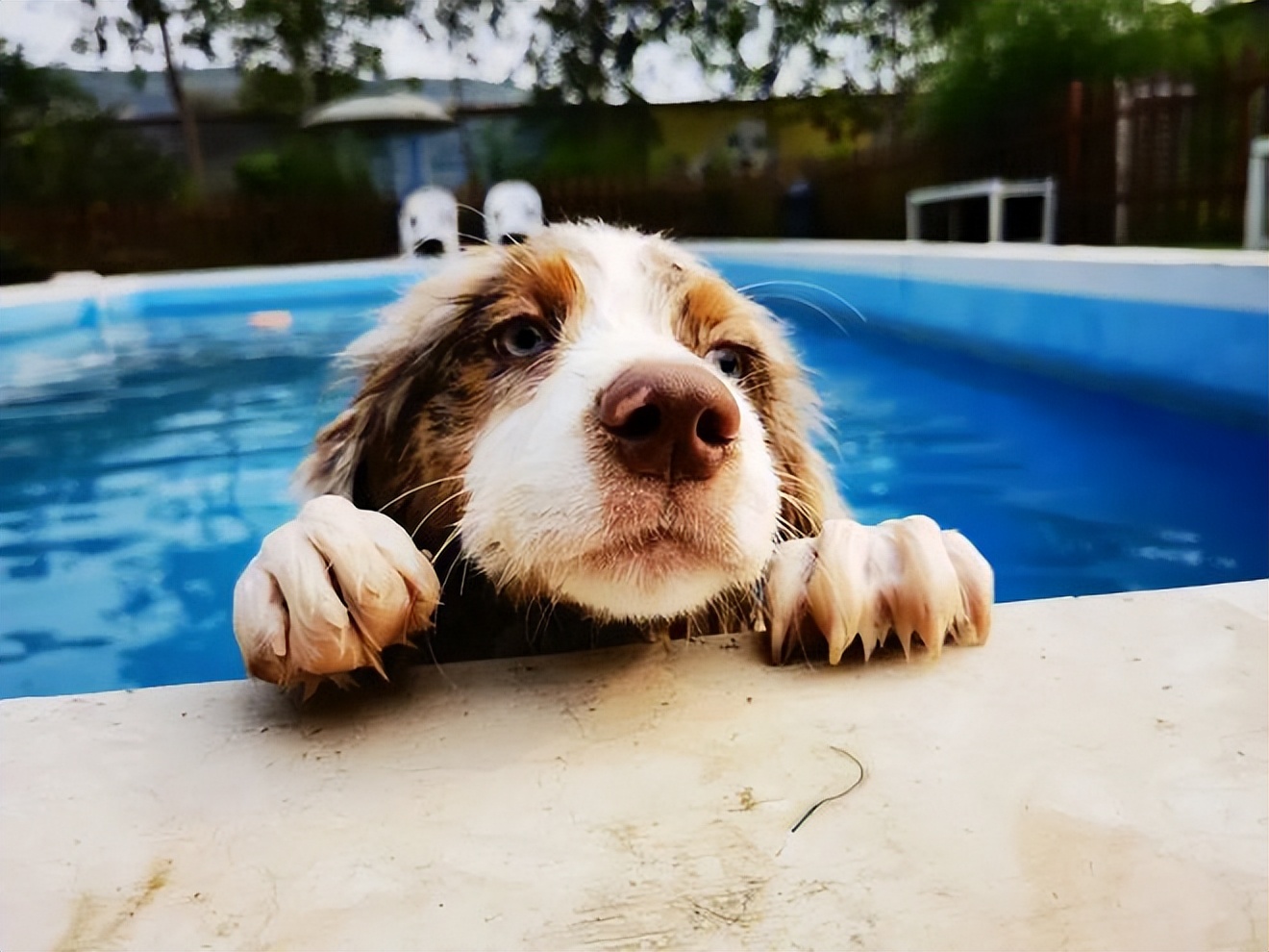 狗为什么天生就会游泳,狗为什么天生会游泳的原因