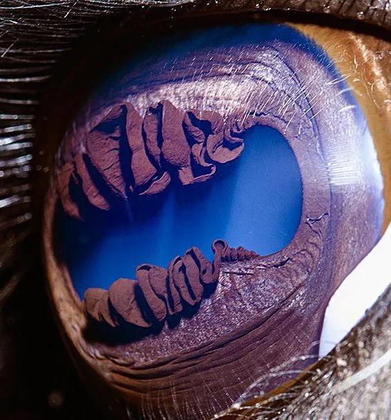 显微镜下的十大生物,显微镜下看到的各种不同样的生物