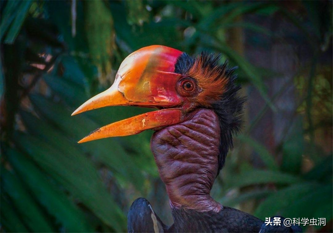 天津一女子买鸟头吊坠被判刑10年,天津女子购买吊坠