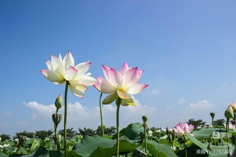 仙姿妙韵绽芳华唱和接龙