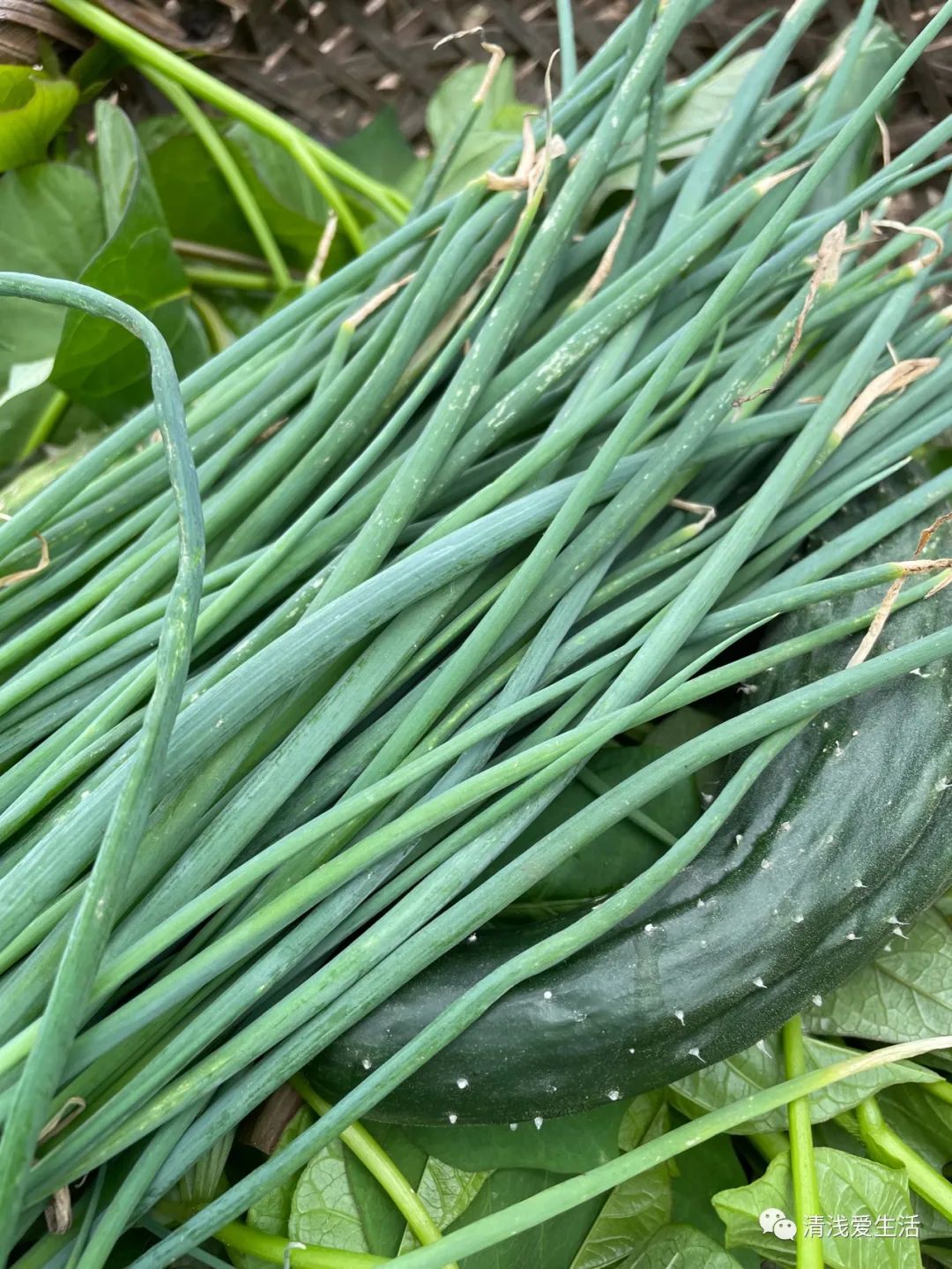 四季小葱种植需要移植吗,四季小葱室内种植