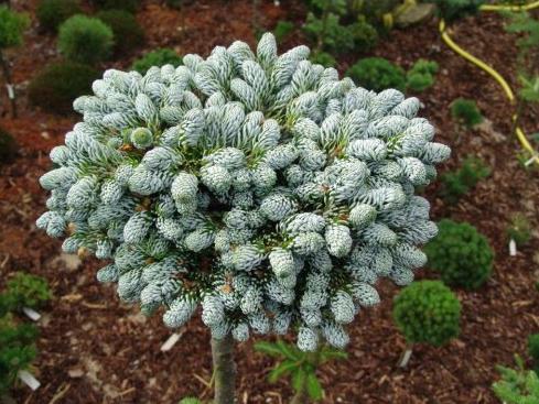 朝鲜冷杉,冷杉园艺